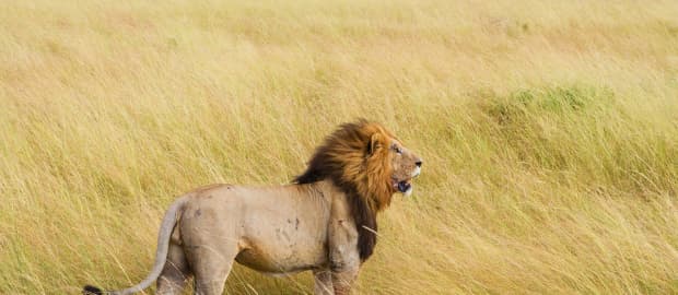 lion 3